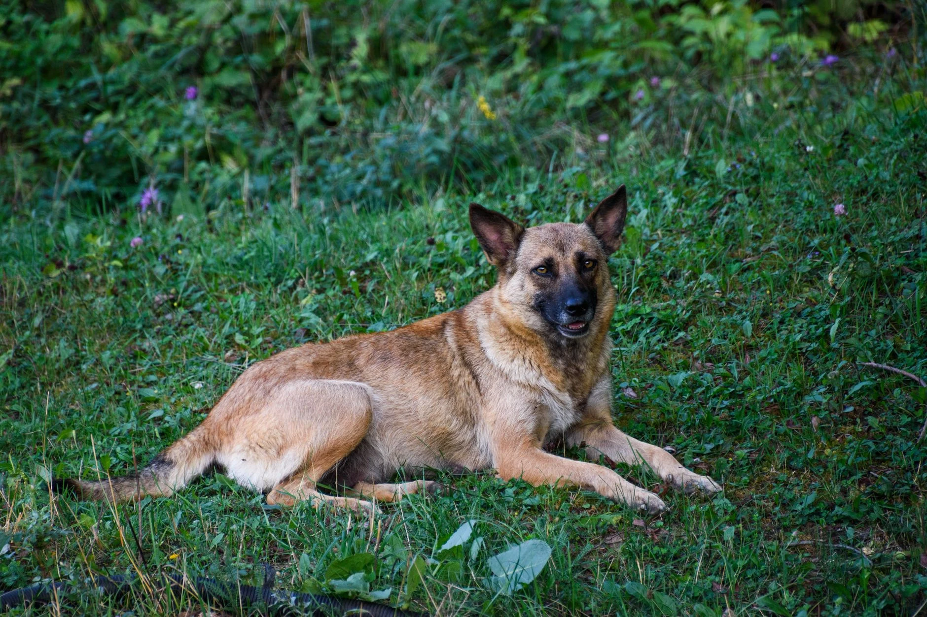 Chien de traîneau à La Clusaz